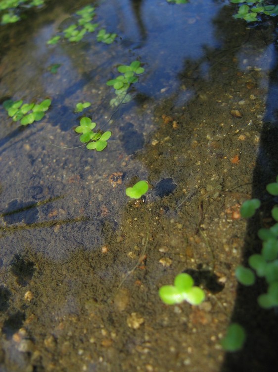 Lemna minor